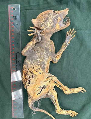 مخلوق «غامض» بأيدٍ بشرية !