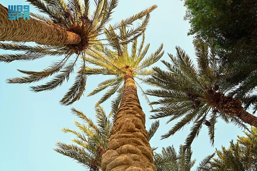 محافظة حقل .. طبيعة ساحرة تستقطب الزائرين