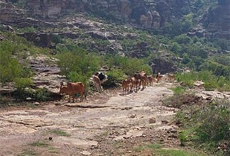 منتجع منمنة بالريث