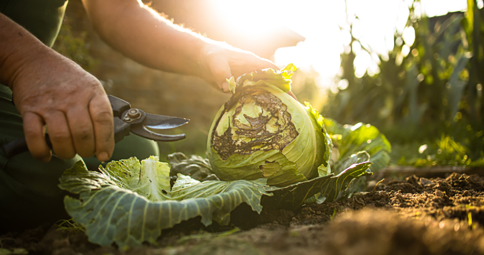 لماذا ينبغي لصناعة الأغذية العالمية أن تتبنى الزراعة المتجددة الآن؟