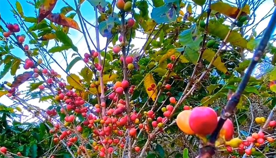 حين تبوح الجبال … حكاية البُن الجازاني