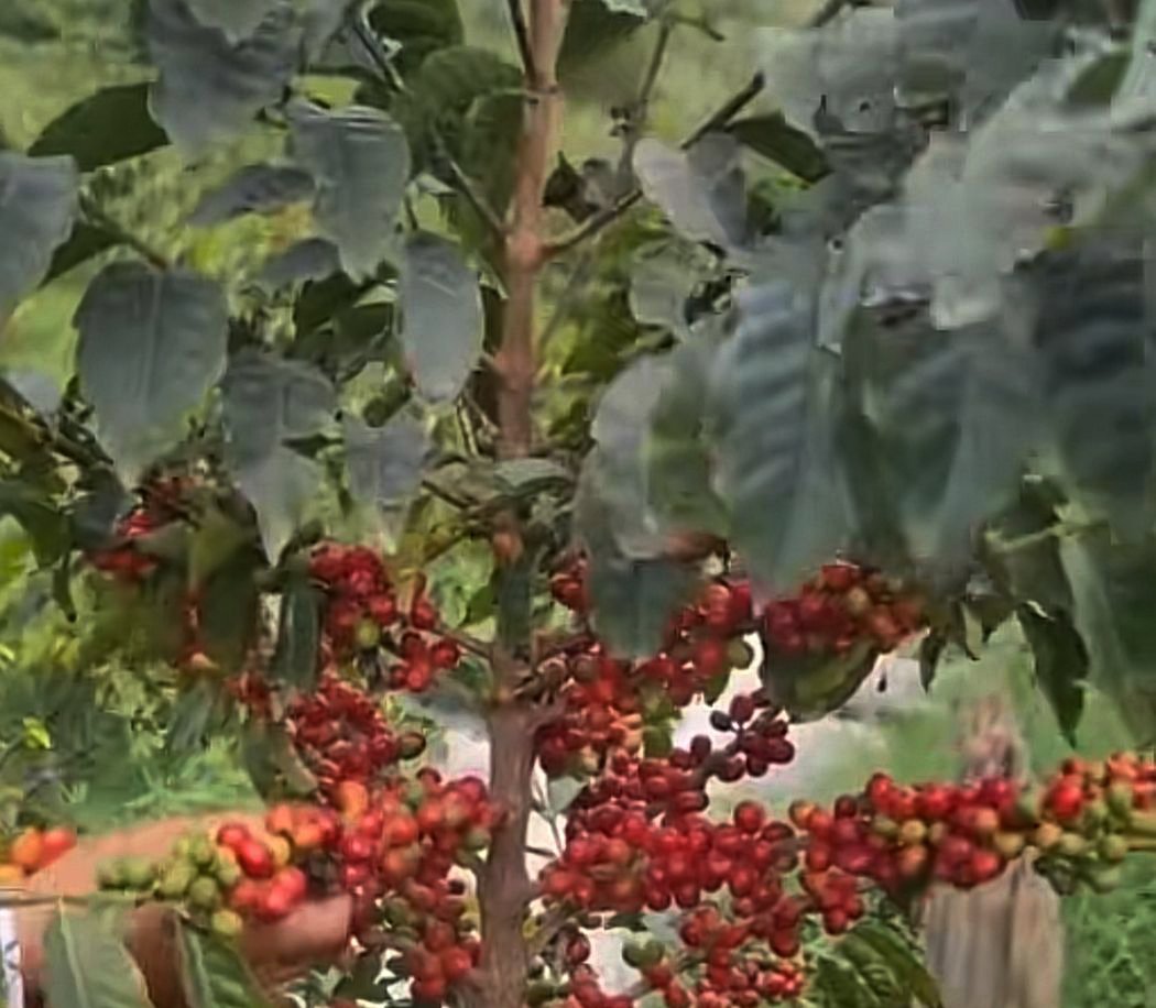 حين تبوح الجبال … حكاية البُن الجازاني