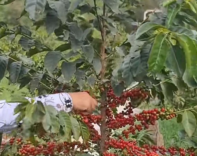 حين تبوح الجبال … حكاية البُن الجازاني