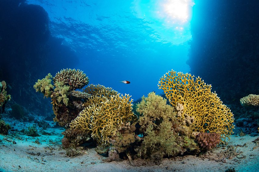 مركز الحياة الفطرية: إدراج" الثقوب الزرقاء" و "رأس حاطبة" ضمن قائمة المحميات الوطنية يعزز الريادة السعودية في الحماية البيئية