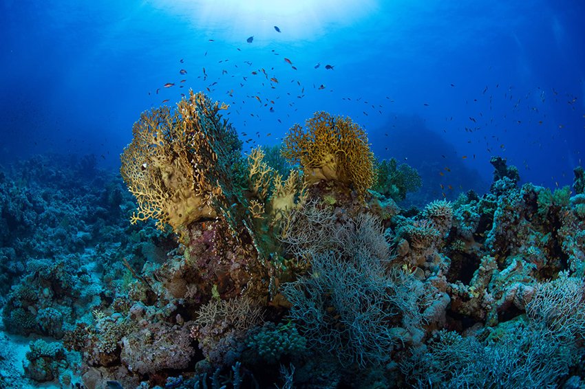 مركز الحياة الفطرية: إدراج" الثقوب الزرقاء" و "رأس حاطبة" ضمن قائمة المحميات الوطنية يعزز الريادة السعودية في الحماية البيئية