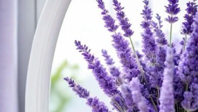 أصبوحتي زاد بنا السعد