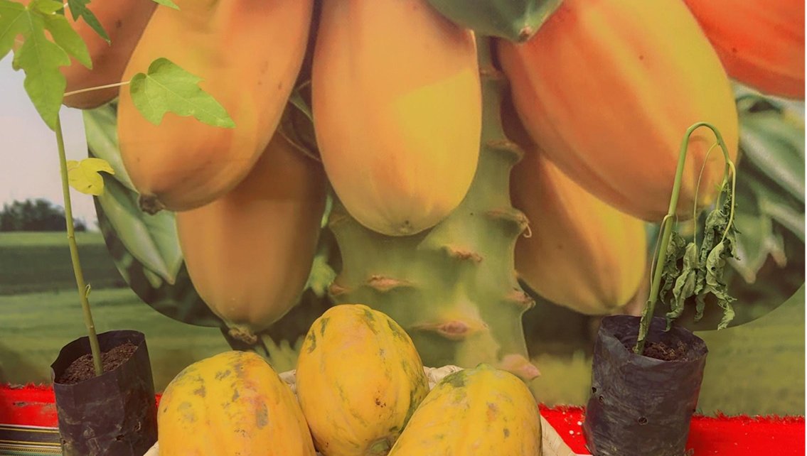 العارضة… حين تتكئ الجبال على قلب الإنسان