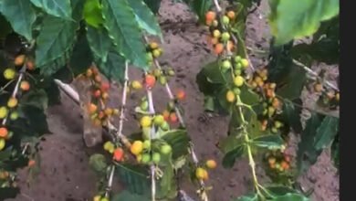 اسأل مجرب.. والخبرة من المزارع حسن جابر القطيلي المالكي