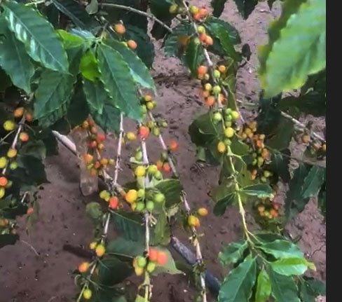 اسأل مجرب.. والخبرة من المزارع حسن جابر القطيلي المالكي