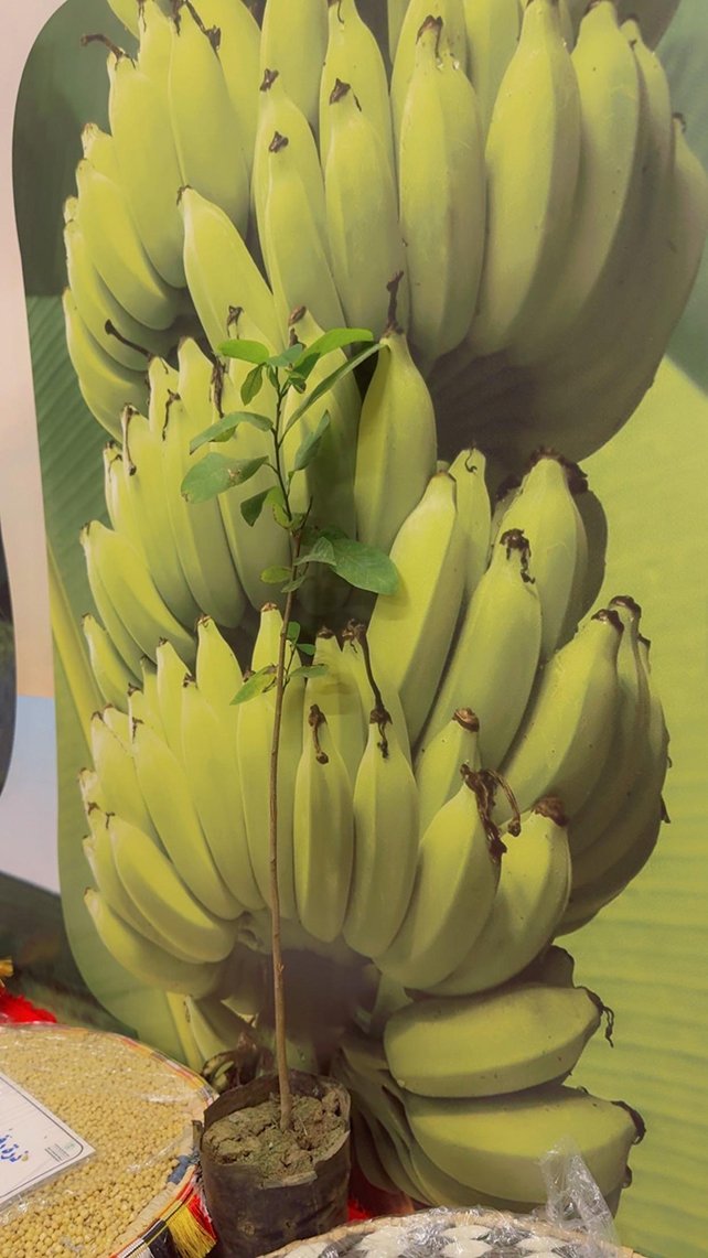 العارضة… حين تتكئ الجبال على قلب الإنسان