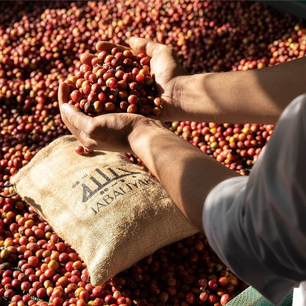 من جازان حين يتحوّل البنّ إلى رسالة للعالم