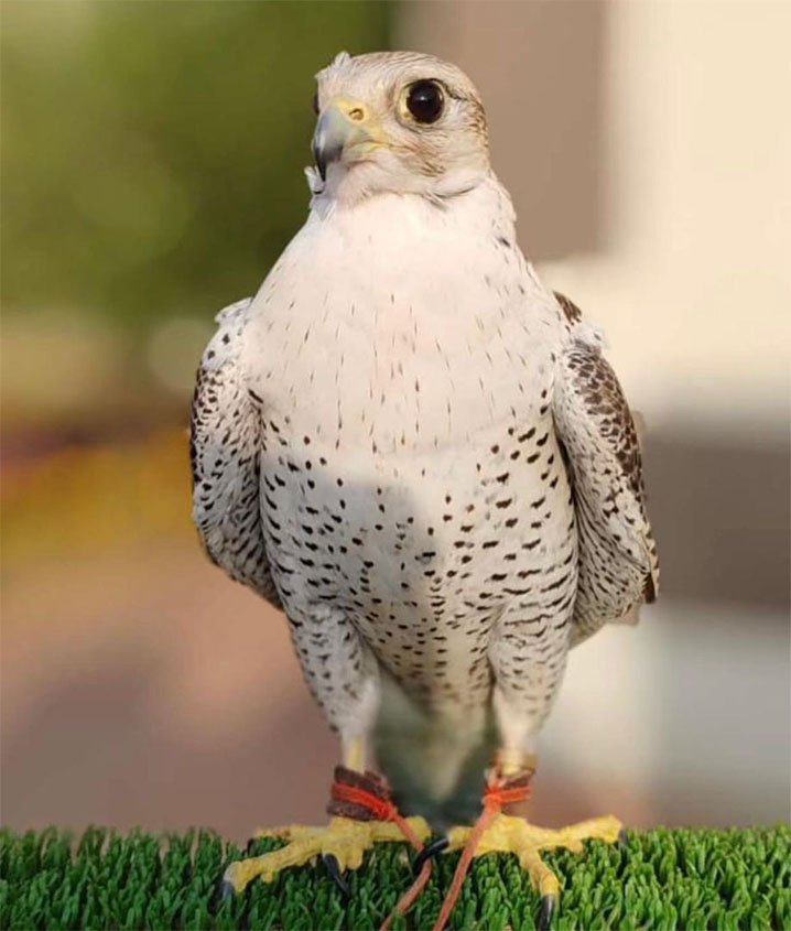 برعاية أمير منطقة الباحة.. انطلاق مهرجان الأصالة للصقور الأول بمحافظة غامد الزناد