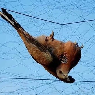 حين تُشنق الحرية… ويبكي الجناح الأخير