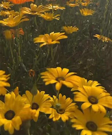 محمية ربيع الزلفي…