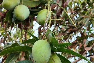 أشجار المانجو في جازان .. من التجارب… إلى الإنتاج… إلى التصدير العالمي