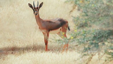 جزر فرسان… استدامةٌ تُتقنها الطبيعة ويُحسن الإنسان قيادتها