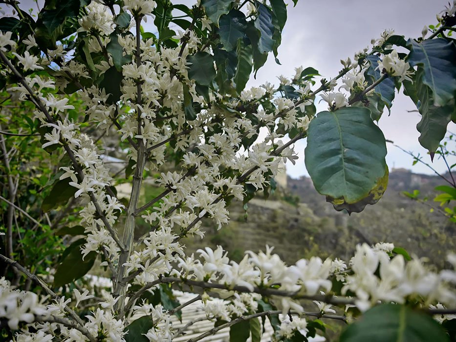 ربيع فيفاء.. حين تزهر القهوة بلون الثلج وعطر الفل