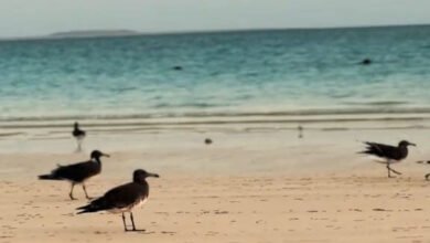 الجمعة انطلاقة مبهرة لمهرجان الحريد في محافظة فرسان وسط أجواء طبيعية وتراثية