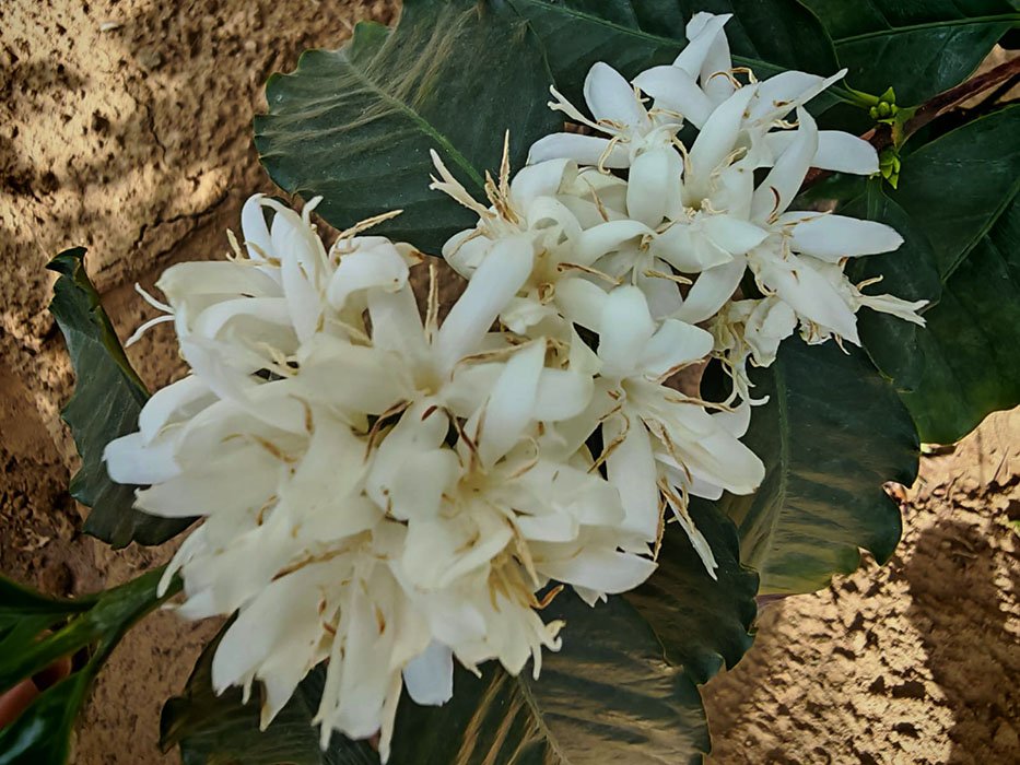 ربيع فيفاء.. حين تزهر القهوة بلون الثلج وعطر الفل