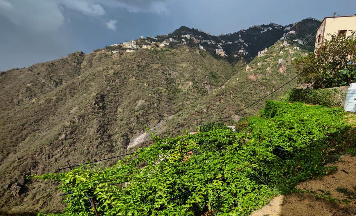 نجاح زراعة الباشن فروت في فيفاء يعزز مبادرات السعودية الخضراء