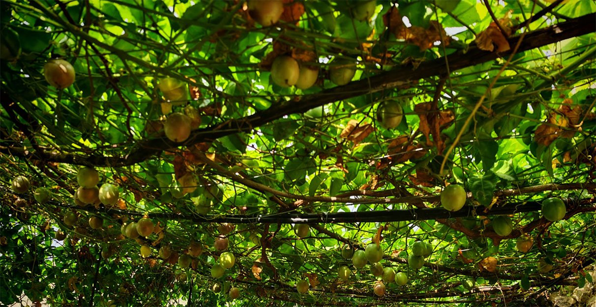 نجاح زراعة الباشن فروت في فيفاء يعزز مبادرات السعودية الخضراء