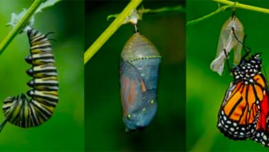 هل كُتب عليّ أن أبقى هكذا؟