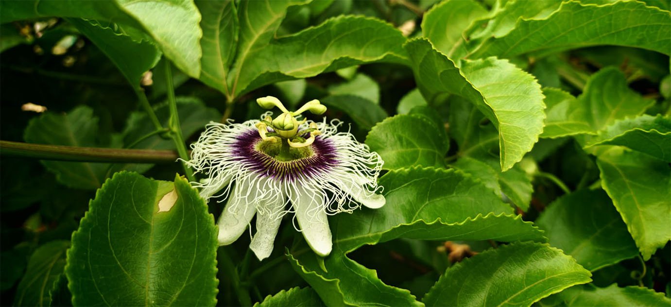 نجاح زراعة الباشن فروت في فيفاء يعزز مبادرات السعودية الخضراء