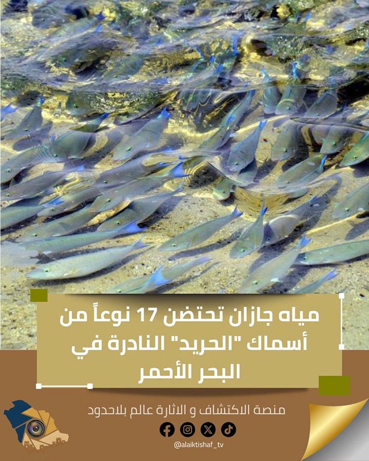 في شاطئ الحصيص تتراقص الشباك مع الموج… مهرجان الحريد يكتب حكاية فرسان