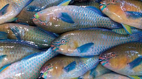 في شاطئ الحصيص تتراقص الشباك مع الموج… مهرجان الحريد يكتب حكاية فرسان