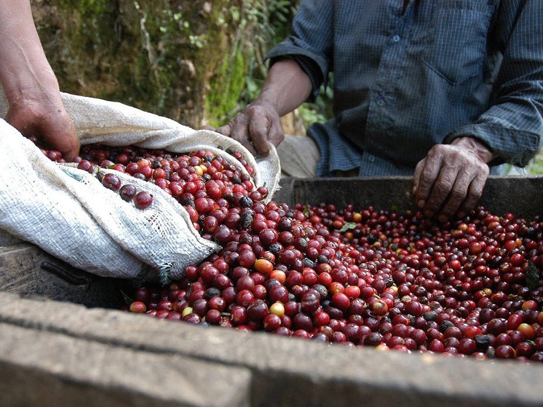 رحلة البن السعودي في جازان… من تحديات الواقع إلى تمكين الرؤية