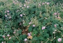 مهرجانات الوردحين يتحوّل العطر إلى فوضى!