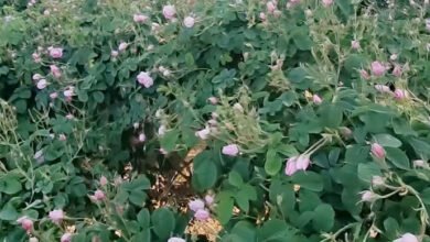 مهرجانات الوردحين يتحوّل العطر إلى فوضى!