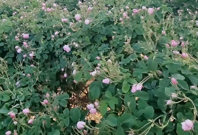 مهرجانات الوردحين يتحوّل العطر إلى فوضى!