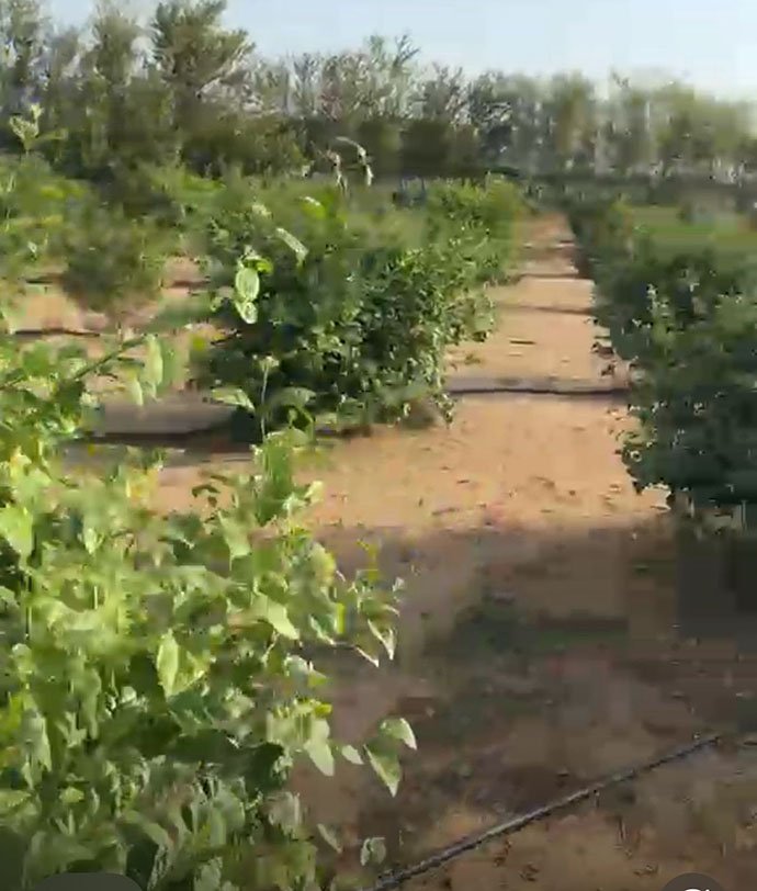 عندما يزهر الفل… تبتسم جازان وتكتب الفرح بحروف الضيافة