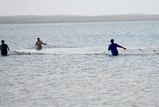 أسراب "سمك الحريد" تظهر على شواطئ جزر فرسان.