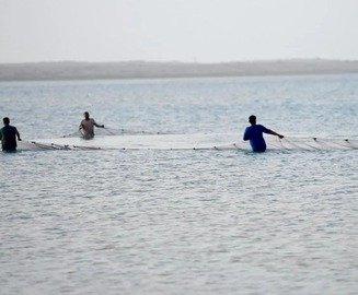 أسراب "سمك الحريد" تظهر على شواطئ جزر فرسان.