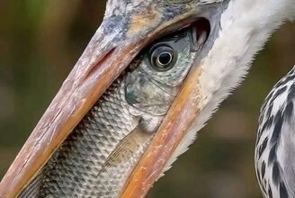 بين عينٍ تُبصر الحياة… وأخرى تلوّح للوداع