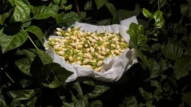 عندما يزهر الفل… تبتسم جازان وتكتب الفرح بحروف الضيافة