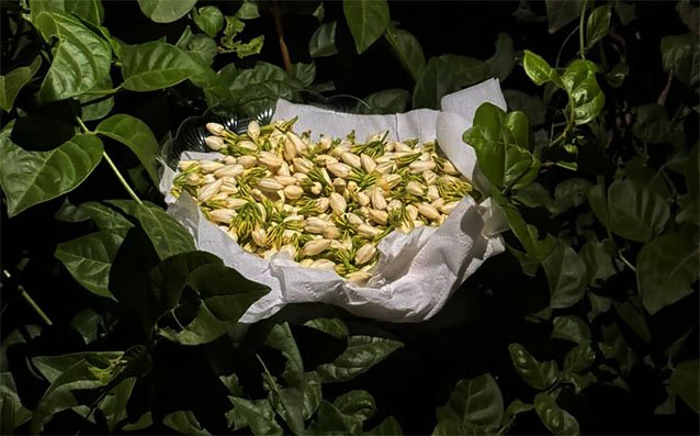 عندما يزهر الفل… تبتسم جازان وتكتب الفرح بحروف الضيافة