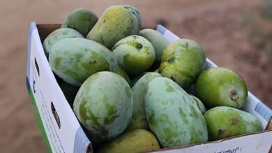 جولة ميدانية في مزرعة مانجو بأبو عريش – القويعية تكشف جودة الإنتاج وتحديات الموسم