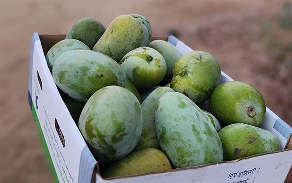 جولة ميدانية في مزرعة مانجو بأبو عريش – القويعية تكشف جودة الإنتاج وتحديات الموسم