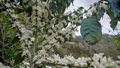 ربيع فيفاء.. حين تزهر القهوة بلون الثلج وعطر الفل